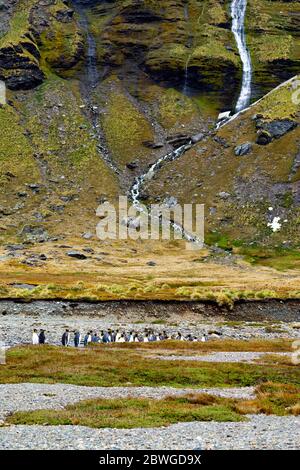Groupe de pingouins roi avec une cascade en arrière-plan Banque D'Images