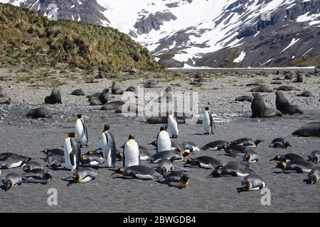 Phoques à fourrure et pingouins avec herbe de tussock, montagnes et neige en arrière-plan. Banque D'Images