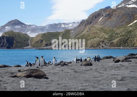 Pingouins avec phoques à fourrure sur une plage avec l'océan et les montagnes en arrière-plan Banque D'Images
