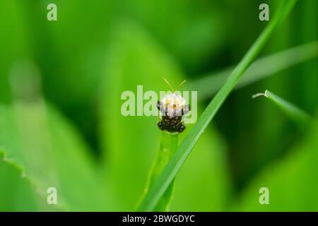 Clavate Tortue Beetle à Springtime Banque D'Images