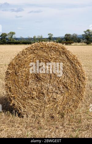 De la paille d'orge ronde de grosses balles en attente de sortie du champ. Burrelton Perthshire Ecosse Royaume-Uni Banque D'Images