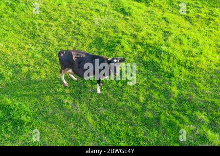 Vache solitaire sur un vert luxuriant prairie dans la campagne, vue aérienne de dessus Banque D'Images