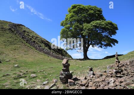 Sycamore Gap, mur d'Hadrien Banque D'Images