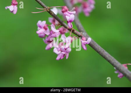 Fleurs de l'est du Redbud au printemps Banque D'Images