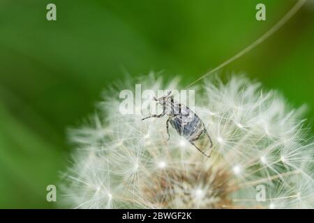 Fleur Chafer Beetle sur Dandelion Seed Head Banque D'Images