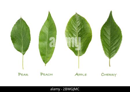 Ensemble de feuilles vertes isolées sur fond blanc.Feuilles de pomme, de pêche, de cerise et de poire Banque D'Images