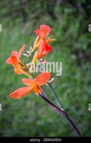 Planez de l'orange de la Canna glauca dans le jardin Banque D'Images