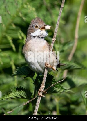 Le service de Whitethroat commun approvisionne le nid dans les collines Cotswold Banque D'Images