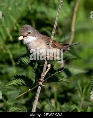 Le service de Whitethroat commun approvisionne le nid dans les collines Cotswold Banque D'Images