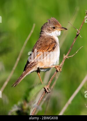 Le service de Whitethroat commun approvisionne le nid dans les collines Cotswold Banque D'Images