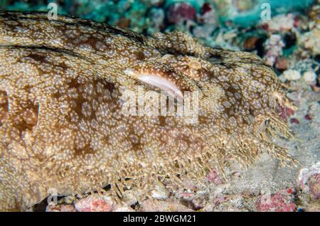 Gill de requin Wobbegong tassé, Eucrossorhinus dasypogon, site de plongée du récif de Sardine, détroit de Dampier, Raja Ampat, Indonésie Banque D'Images