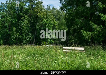 Un banc de repos solitaire se dresse sur un pré fleuri sous une vieille épinette Banque D'Images