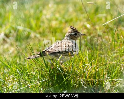 Skylark Alauda arvensis Banque D'Images