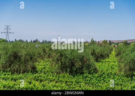 Vue sur les vignes et les oliviers dans un vignoble de Mendoza, en Argentine. Banque D'Images