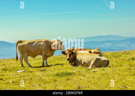 Quatre vaches sur un pâturage de montagne Banque D'Images