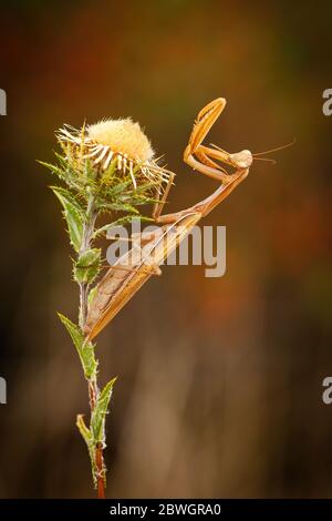 Mantis européens debout sur une fleur sauvage avec des jambes avant jointes en été Banque D'Images