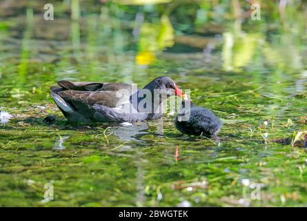 Gallinule poule-d'eau (Gallinula chloropus) Banque D'Images