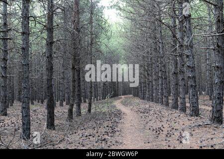 Chemin parmi les pins dans une forêt près du lac Eymir, Ankara, Turquie Banque D'Images