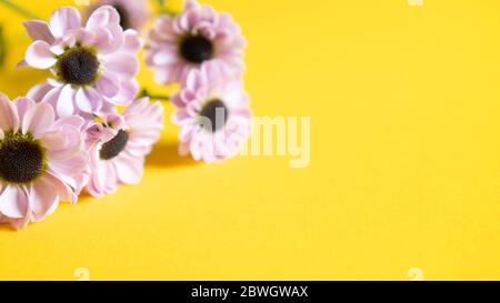 petits chrysanthèmes violet clair sur fond jaune. fond floral. carte de vœux de base pour l'été. espace pour copier Banque D'Images