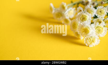 petits chrysanthèmes blancs avec ombre sur fond jaune. fond floral. basique pour carte de vœux estivale. espace pour copier Banque D'Images