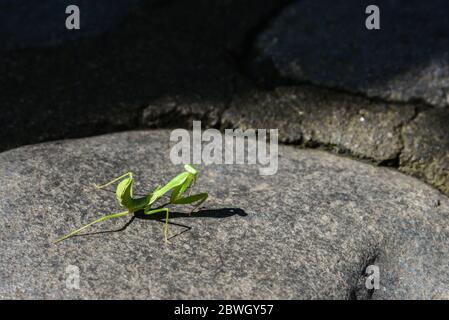 Mantis européens ou prier Mantis, Mantis Religiosa. Mantis vert de prière en gros plan Banque D'Images