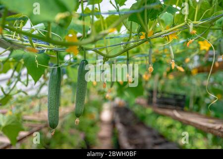 plantes florissantes concombres verts croissant en serre sur la ferme, légumes sains sans pesticides, produit biologique Banque D'Images