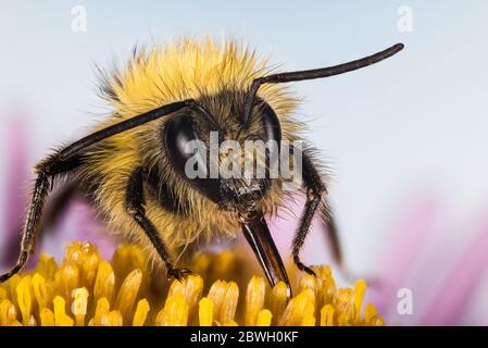 Macro Focus photos de l'abeille ancienne sur fleur. Son nom latin est Bombus pratorum. Banque D'Images