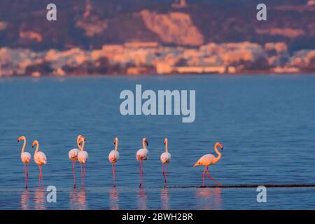 Un groupe de flamants plus grands (Phoenicopterus roseus) avec Sant Carles de la Rapita en arrière-plan Banque D'Images