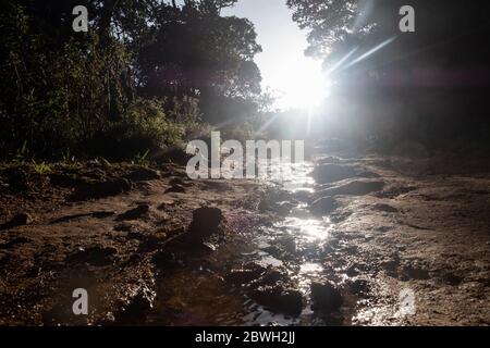 Chemin humide entre les arbres dans la forêt avec lumière du soleil le matin Banque D'Images