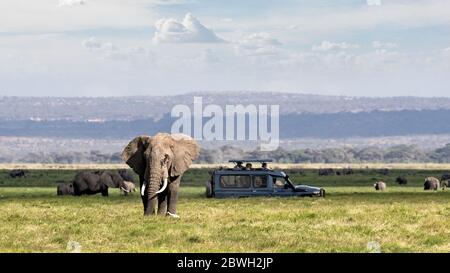 Scène africaine de safari avec un gros éléphant et des touristes non identifiables en véhicule de safari Banque D'Images