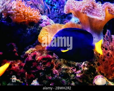 Zebrasoma xanthurum - Gang violet de queue jaune nageant dans l'aquarium de récif Banque D'Images