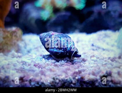 Escargot de boue Nassa (buccins de chien) - Nassarius arcularius Banque D'Images