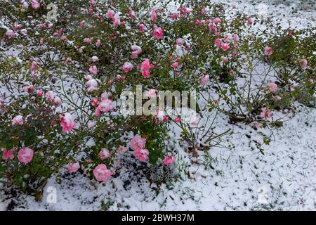 Buissons de roses roses sous la première neige, fin de l'automne, début de l'hiver Banque D'Images