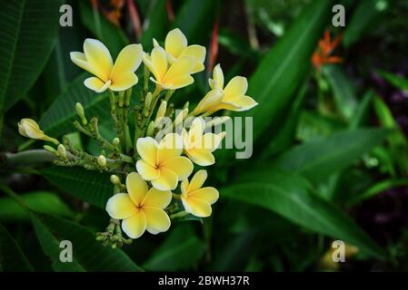 Fleurs frangipani gros plan, belle Plumeria. Fleurs de frangipani jaune étonnantes sur fond de feuilles vertes. Banque D'Images