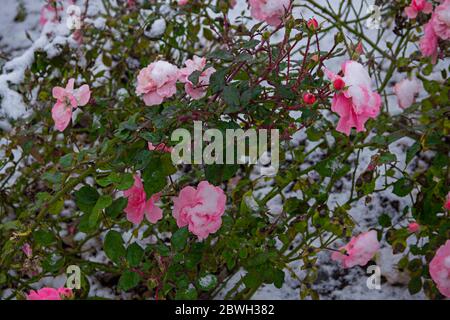 Buissons de roses roses sous la première neige, fin de l'automne, début de l'hiver Banque D'Images