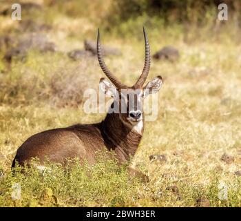 Gros Waterbuck couché dans le champ de Kenya Afrique regardant la caméra Banque D'Images