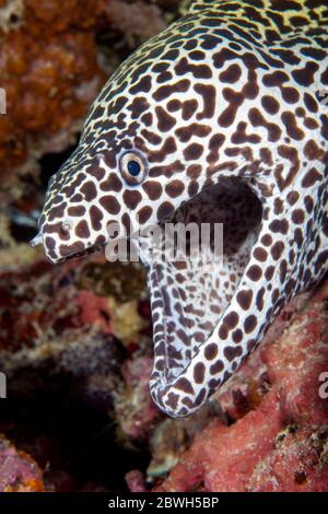 Moray lacé, moray léopard, moray testimoneux, moray nid d'abeille, Gymnothorax favagineus, Maldives, Océan Indien Banque D'Images