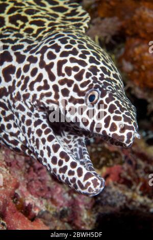 Moray lacé, moray léopard, moray testimoneux, moray nid d'abeille, Gymnothorax favagineus, Maldives, Océan Indien Banque D'Images