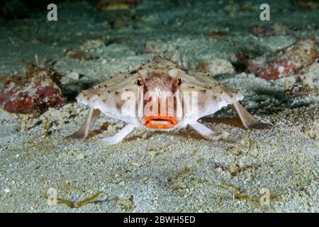 Poisson-de-mer à lèvres roses, Ogocephalus porrectus, Parc national de l'île Cocos, site classé au patrimoine mondial de l'UNESCO, île Cocos, Costa Rica, Amérique centrale, Pacifi Banque D'Images