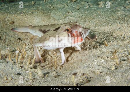 Poisson-de-mer à lèvres roses, Ogocephalus porrectus, Parc national de l'île Cocos, site classé au patrimoine mondial de l'UNESCO, île Cocos, Costa Rica, Amérique centrale, Pacifi Banque D'Images