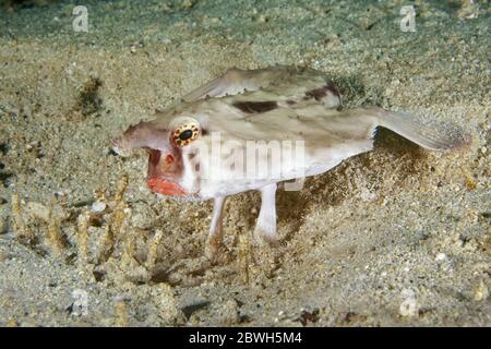 Poisson-de-mer à lèvres roses, Ogocephalus porrectus, Parc national de l'île Cocos, site classé au patrimoine mondial de l'UNESCO, île Cocos, Costa Rica, Amérique centrale, Pacifi Banque D'Images