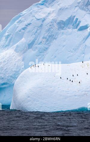 Pingouins de collier, Pygoscelis antarcticus, et pingouins de gentoo, Pygoscelis papouasie, reposant sur l'iceberg, mer de Weddel Océan Sud Banque D'Images