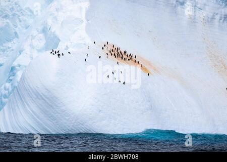 Pingouins de collier, Pygoscelis antarcticus, et pingouins de gentoo, Pygoscelis papouasie, reposant sur l'iceberg, mer de Weddel Océan Sud Banque D'Images