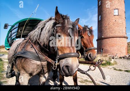 Cheval et chariot attendant les touristes à côté de la tour de Peiltower à Cape Arkona à Putgarten sur l'île de Rügen Banque D'Images