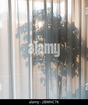Plante de chambre calme vue par des rideaux transparents Banque D'Images