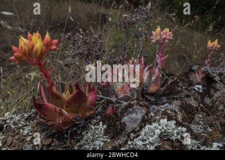 Laitue Bluff (Dudleya farinosa) une belle plante succulente endémique à la côte ouest, en Californie. Banque D'Images