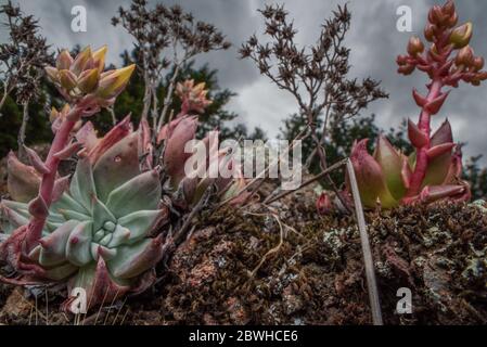 Laitue Bluff (Dudleya farinosa) une belle plante succulente endémique à la côte ouest, en Californie. Banque D'Images