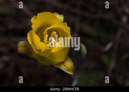 Le lys jaune de mariposa (Calochortus luteus) est une belle fleur endémique en Californie. Banque D'Images