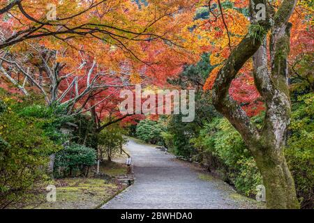 Belles couleurs d'autum dans la région d'Arashiyama, Kyoto, Japon Banque D'Images