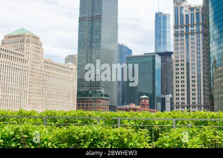 Haie verte avec gratte-ciel en arrière-plan le long de Chicago Rivière Banque D'Images